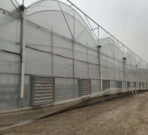 如何設(shè)計(jì)連棟大棚通風(fēng)系統(tǒng)？