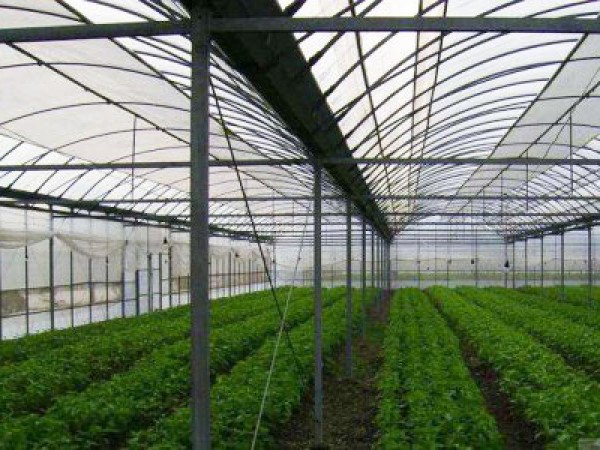 連棟溫室大棚